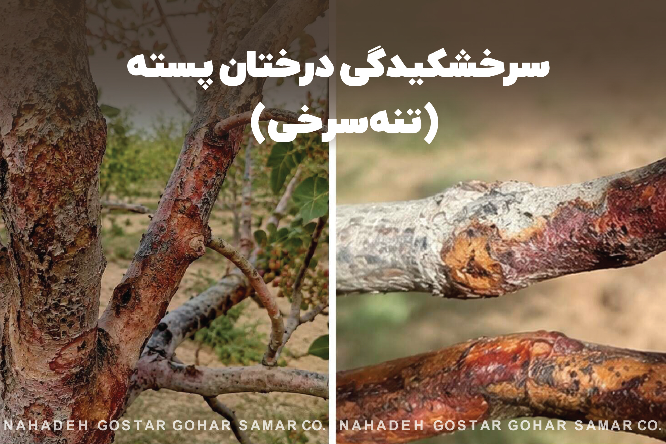 سرخشکیدگی درختان پسته(تنه سرخی)